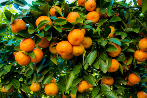 Citrus Mandarin Encore
